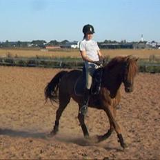 Hollandsk Sportspony Amadeus SOLGT