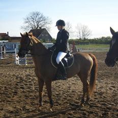 Hollandsk Sportspony Amadeus SOLGT
