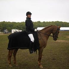 Hollandsk Sportspony Amadeus SOLGT
