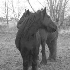 Irish Cob Nørre Kirkebys Rakel