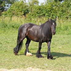 Irish Cob Nørre Kirkebys Rakel