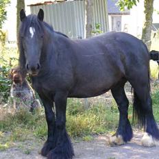 Irish Cob Nørre Kirkebys Rakel