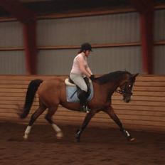 Hollandsk Varmblod Djuno/Lux :'( Aflivet :'(