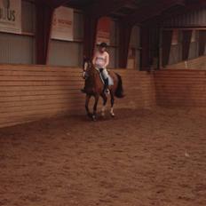 Hollandsk Varmblod Djuno/Lux :'( Aflivet :'(