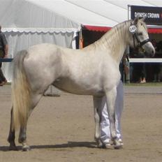 Connemara Elmely´s Bessie