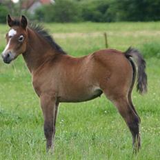 Connemara Elmely´s Bessie