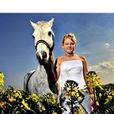 Irsk Sportspony *Mr. Miller<3* Solgt 