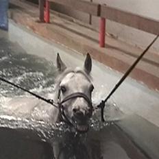 Irsk Sportspony *Mr. Miller<3* Solgt 