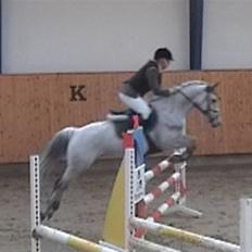 Irsk Sportspony *Mr. Miller<3* Solgt 