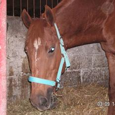 Anden særlig race Yankee