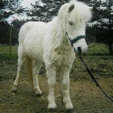 Anden særlig race Minna (død)