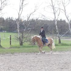 Haflinger Vild Nick / Charlie (solgt)