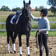 Dansk Varmblod Flyin Carmen - solgt -