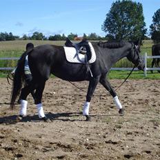 Dansk Varmblod Flyin Carmen - solgt -