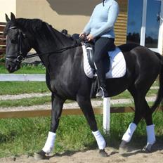 Dansk Varmblod Flyin Carmen - solgt -