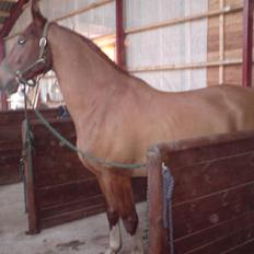 Frederiksborg Poseidon SOLGT
