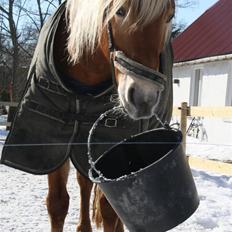 Haflinger Gerda 