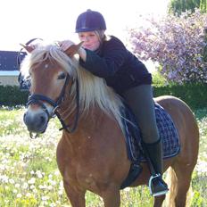 Haflinger Gerda 