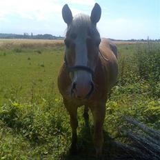 Haflinger Artist døde d 16.10-09