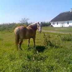 Haflinger Artist døde d 16.10-09
