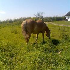 Haflinger Artist døde d 16.10-09