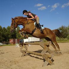 Fuldblod (XX) Pamela´s Boy<3 :´) himmel hest 