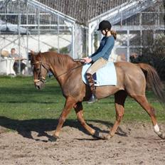 Fuldblod (XX) Pamela´s Boy<3 :´) himmel hest 