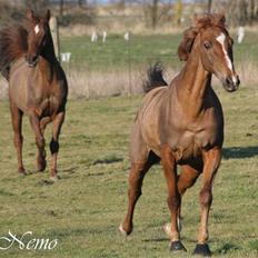 Fuldblod (XX) Pamela´s Boy<3 :´) himmel hest 