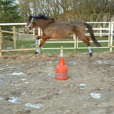 New Forest Langmarksgårds Destiny