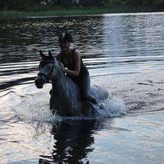 Arabisk fuldblod (OX) Senia 