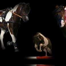 Pinto Klokkergårdens Spirit PIH - AVLSHINGST