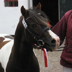 Pinto Klokkergårdens Spirit PIH - AVLSHINGST