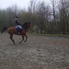 Dansk Varmblod Kara SOLGT