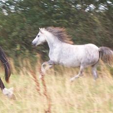 Welsh Mountain (sec A) Callunas Nicole