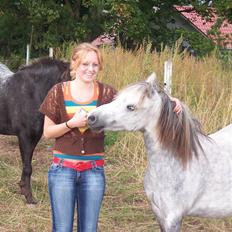 Welsh Mountain (sec A) Callunas Nicole