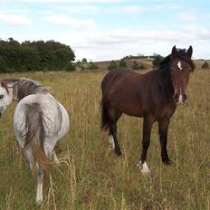 Welsh Mountain (sec A) Callunas Nicole