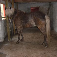 Islænder - Fylkir Jernbjerg