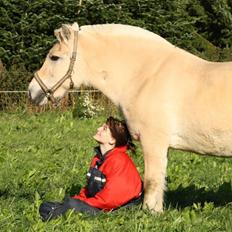 Fjordhest Maja ( død )