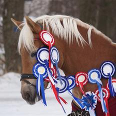 Haflinger Aphrodite Vant Tempelshof