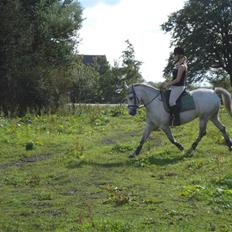 Anden særlig race Madeleine