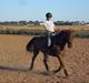 Hollandsk Sportspony Amadeus SOLGT