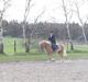 Haflinger Vild Nick / Charlie (solgt)