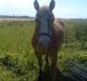 Haflinger Artist døde d 16.10-09