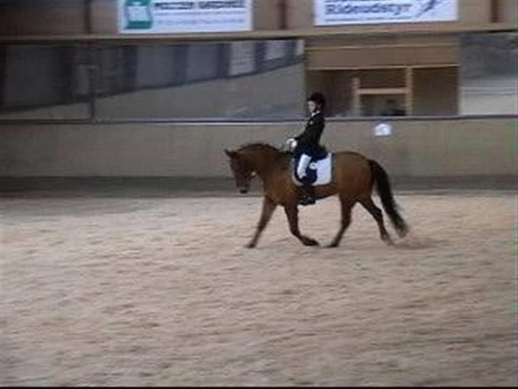 New Forest Nørregaards Bob (Fire)    - Fire og jeg til stævne i Solrød. billede 15