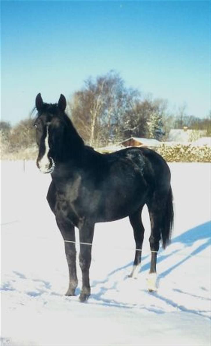 Oldenborg Chess - Vinter Chess billede 5