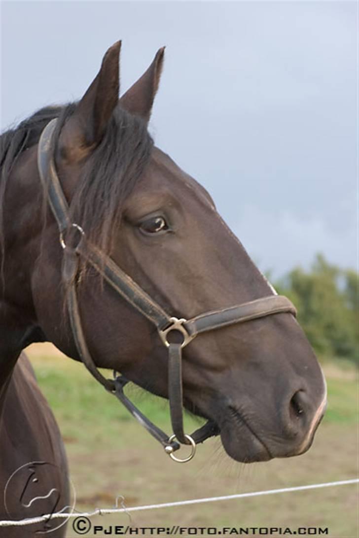 Oldenborg Chess billede 7