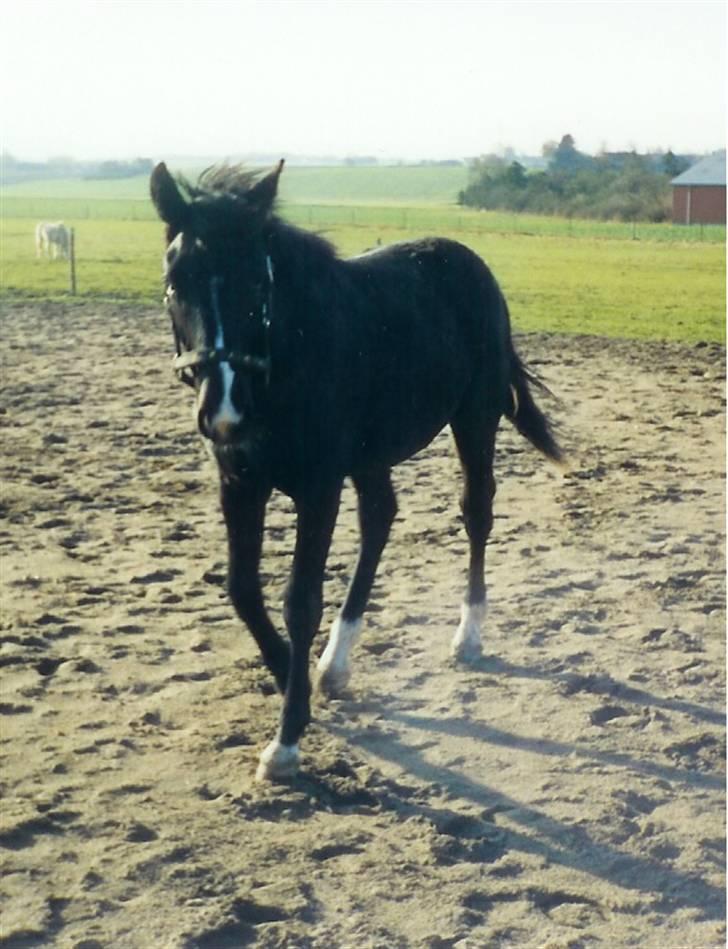 Oldenborg Chess billede 12