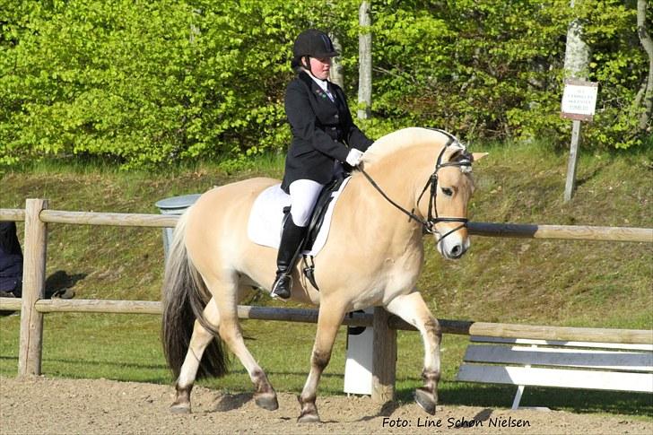 Fjordhest Bartoldi - Birken 2010.. Fredag i LA4A.. billede 4