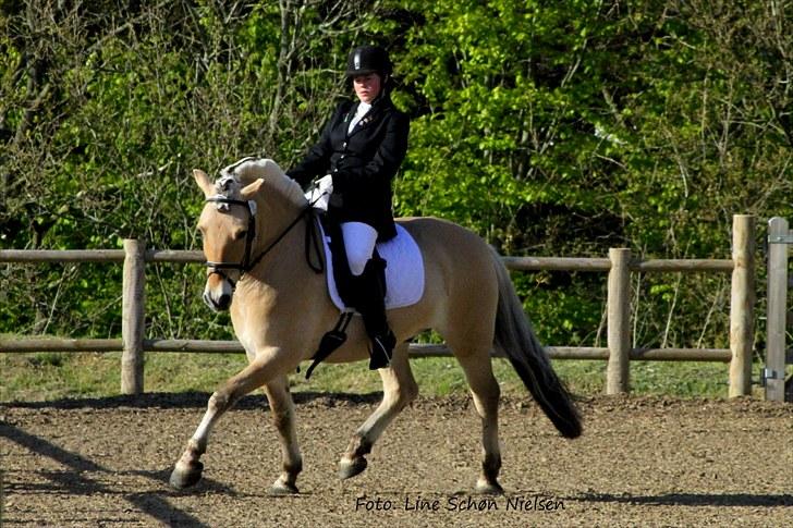 Fjordhest Bartoldi - Birken 2010.. Fredag i LA4A.. billede 5