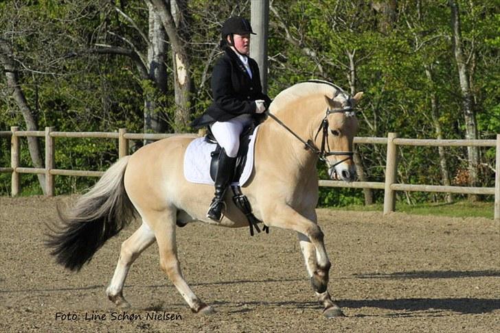 Fjordhest Bartoldi - Birken 2010 billede 7